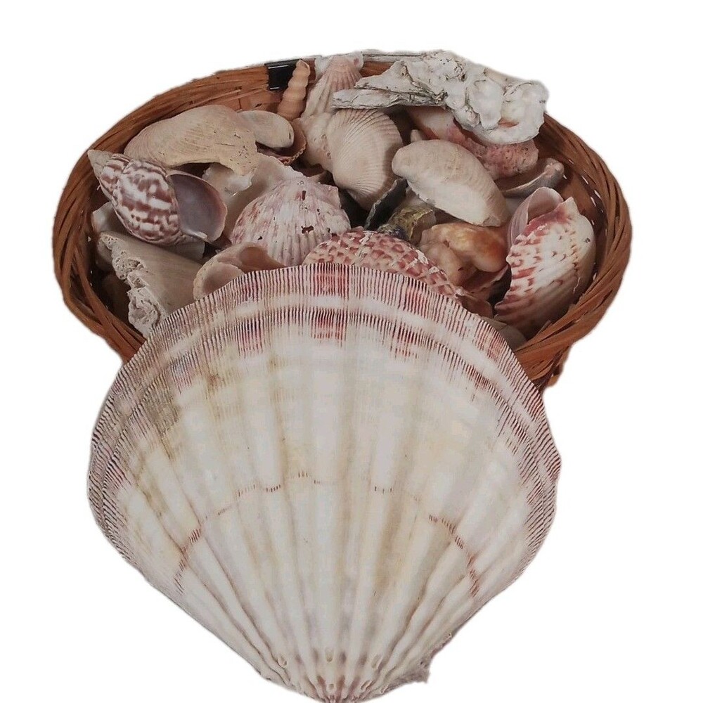 Beautiful Basket Of Beach Shells Mixture Of Fresh And Purchased